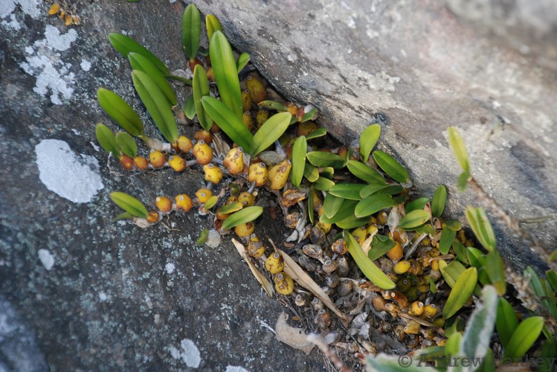 Bulbophyllum baronii photo 8