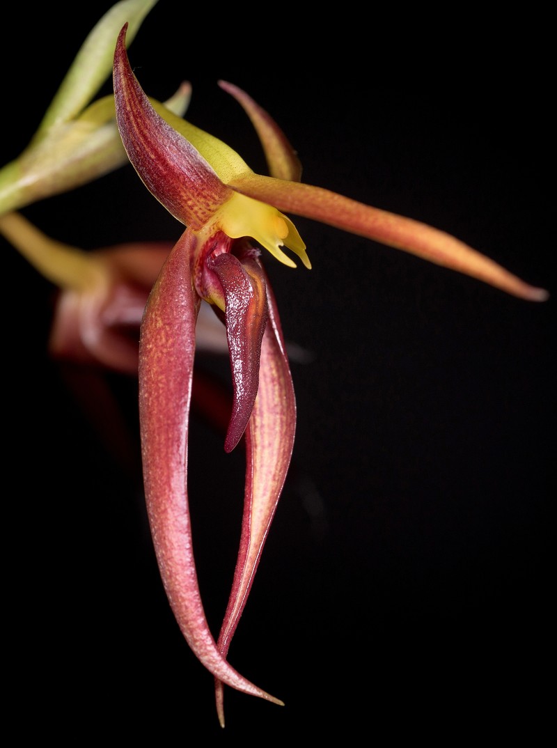 Bulbophyllum basisetum