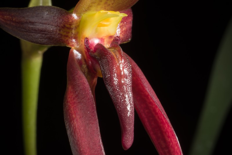 Bulbophyllum basisetum photo 2