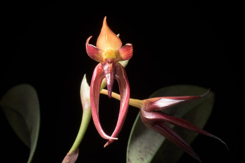 Bulbophyllum basisetum photo 3