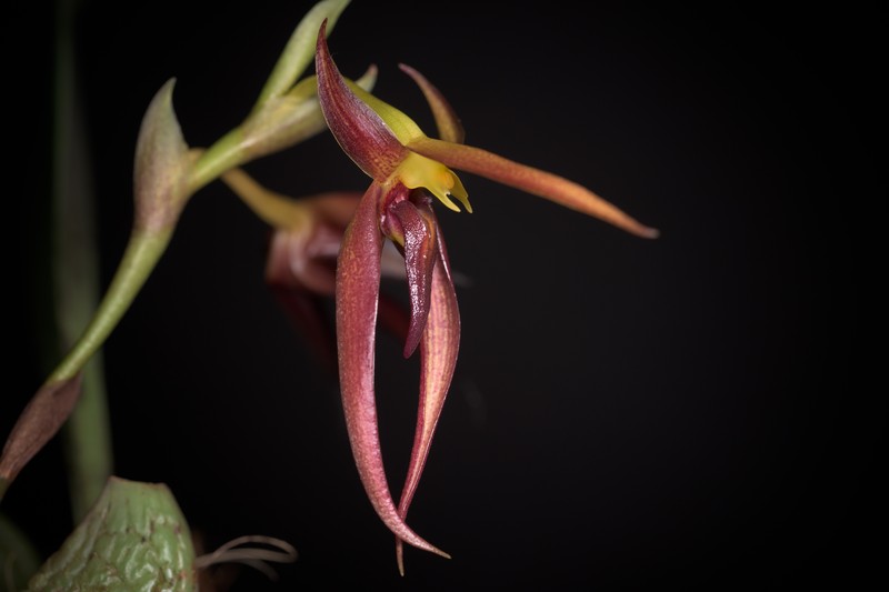 Bulbophyllum basisetum photo 4