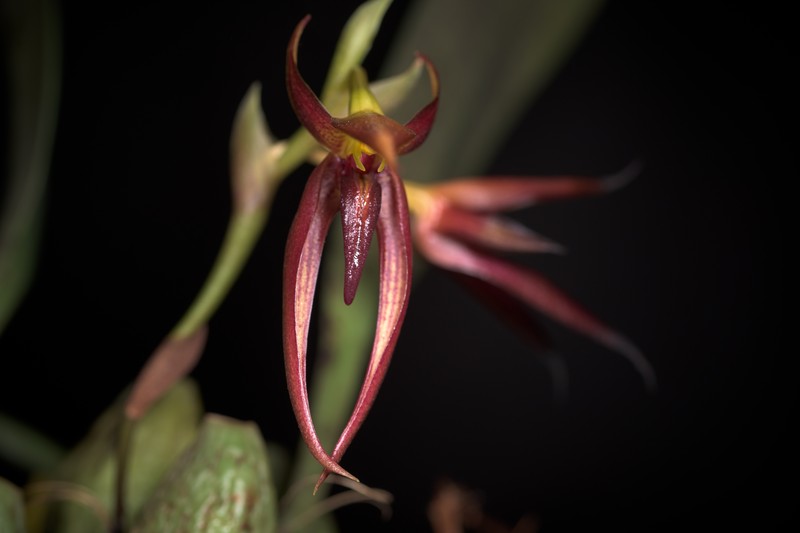 Bulbophyllum basisetum photo 5