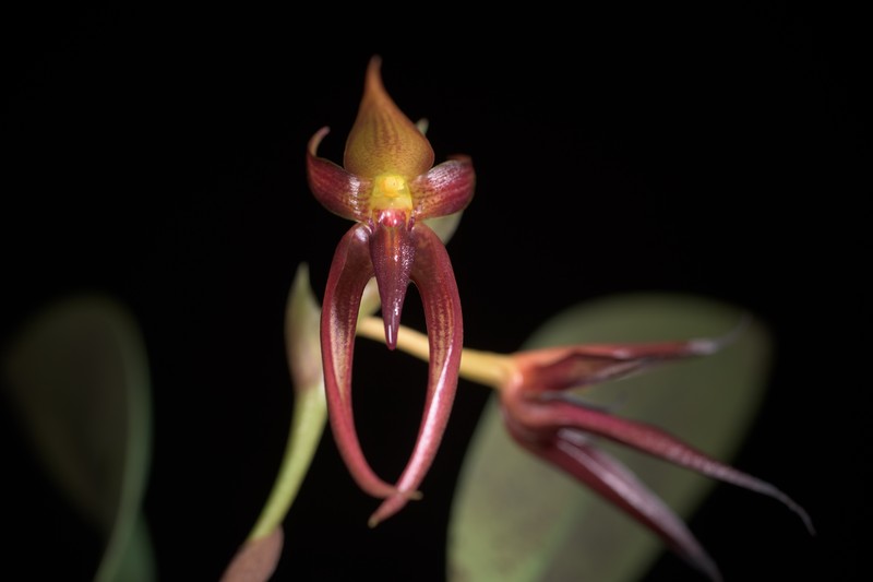 Bulbophyllum basisetum photo 6