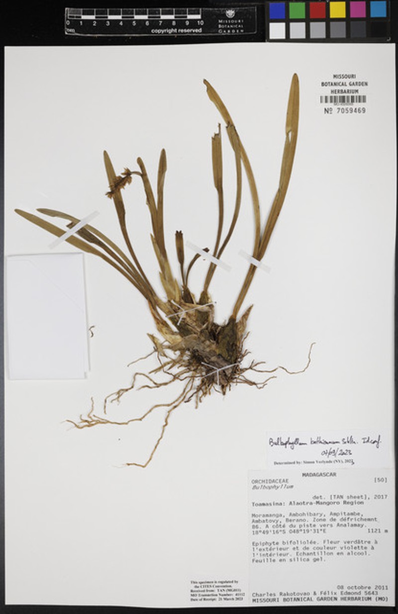 Bulbophyllum bathieanum
