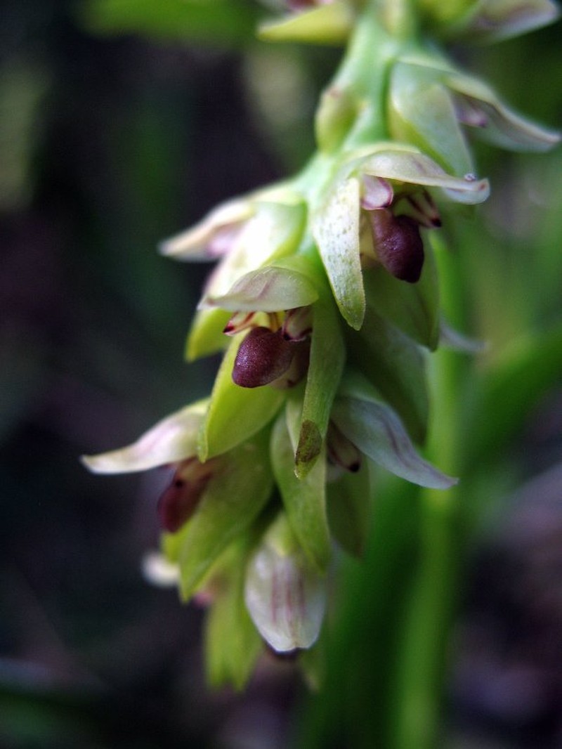 Bulbophyllum bathieanum photo 2