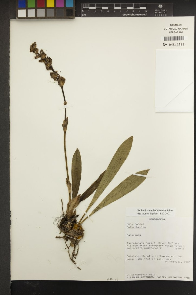 Bulbophyllum bathieanum photo 3