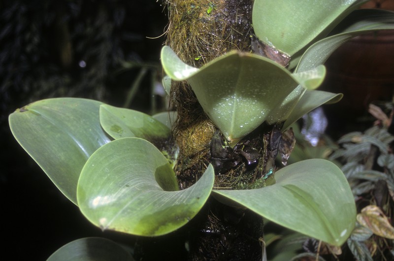 Bulbophyllum beccarii
