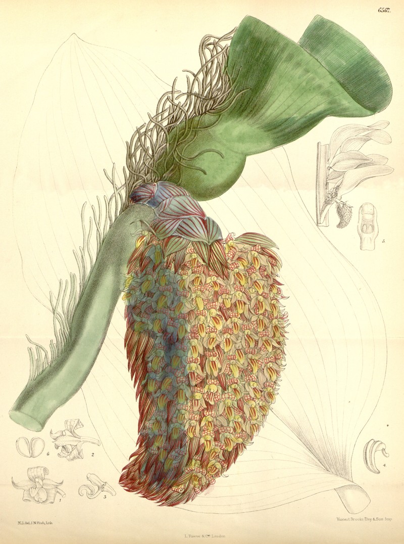 Bulbophyllum beccarii photo 2