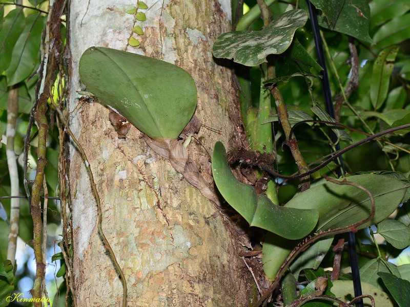 Bulbophyllum beccarii photo 4
