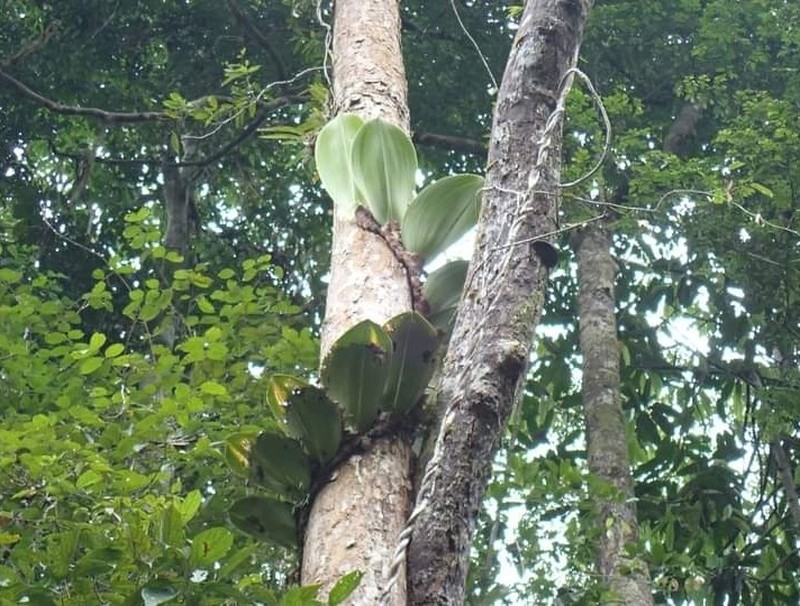 Bulbophyllum beccarii photo 5