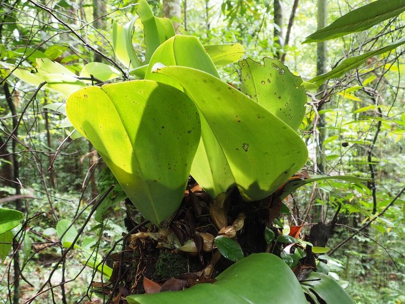 Bulbophyllum beccarii photo 6