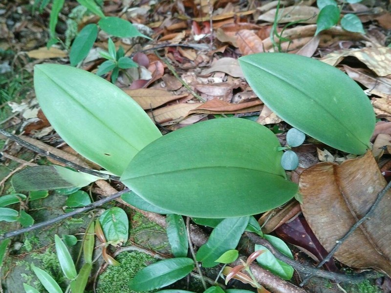 Bulbophyllum beccarii photo 7