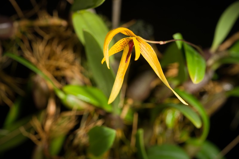 Betche'S Bulbophyllum