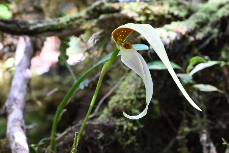 Bulbophyllum biantennatum