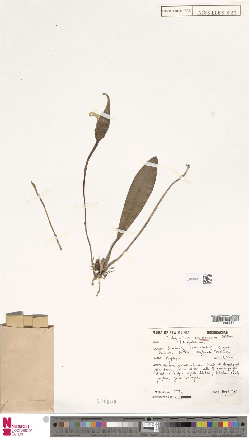 Bulbophyllum biantennatum photo 2