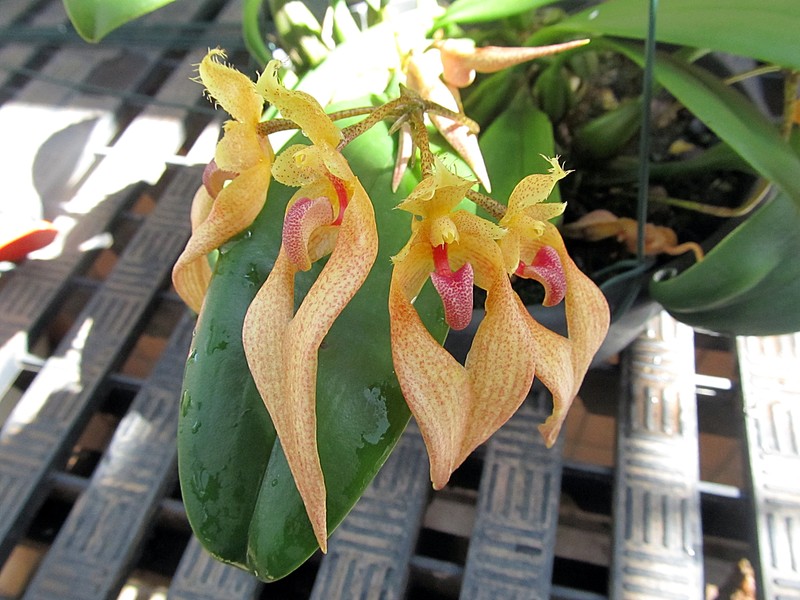Bulbophyllum bicolor