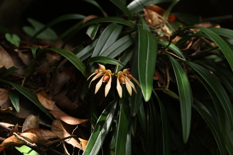 Bulbophyllum bicolor photo 2