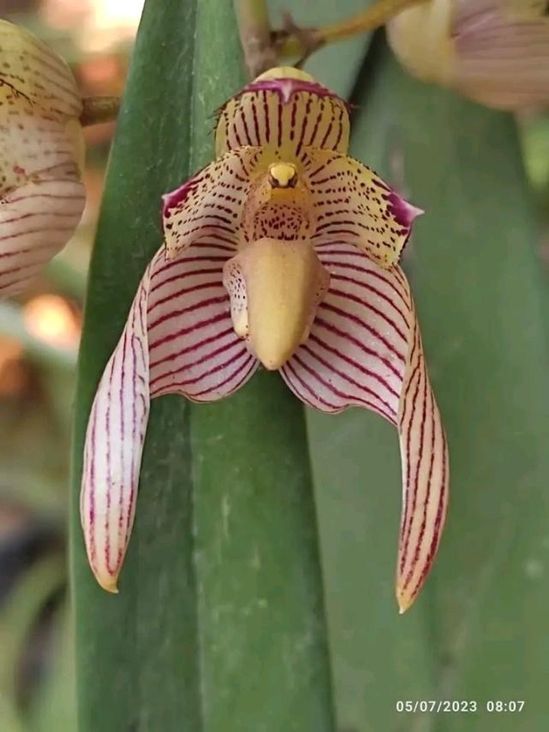 Bulbophyllum bicolor photo 3