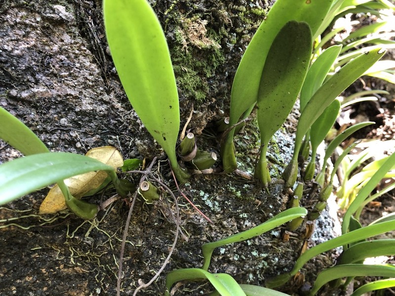 Bulbophyllum bicolor photo 4