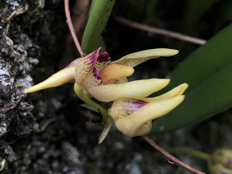 Bulbophyllum bicolor photo 5
