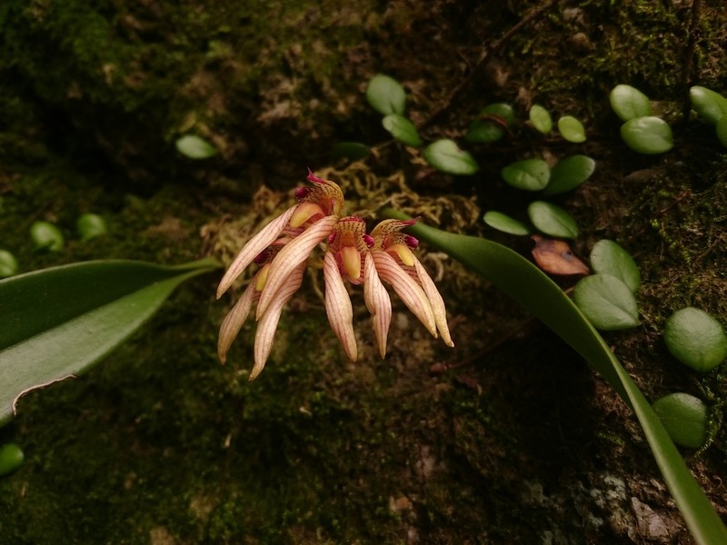 Bulbophyllum bicolor photo 6