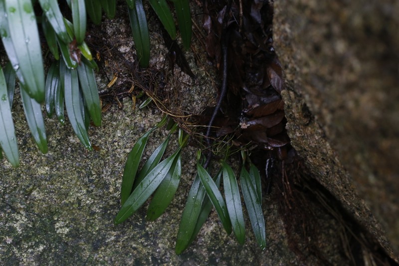 Bulbophyllum bicolor photo 7