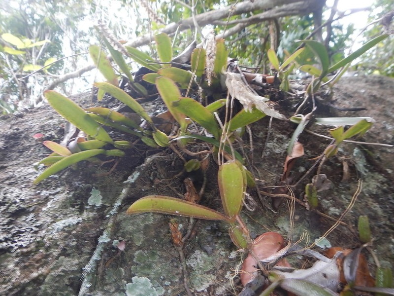 Bulbophyllum bicoloratum photo 2