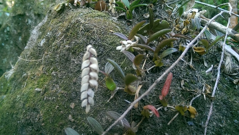 Bulbophyllum bicoloratum photo 3