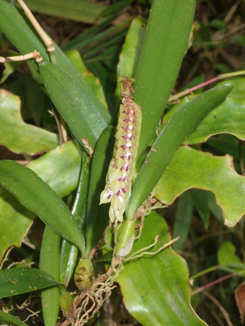 Bulbophyllum bicoloratum photo 4