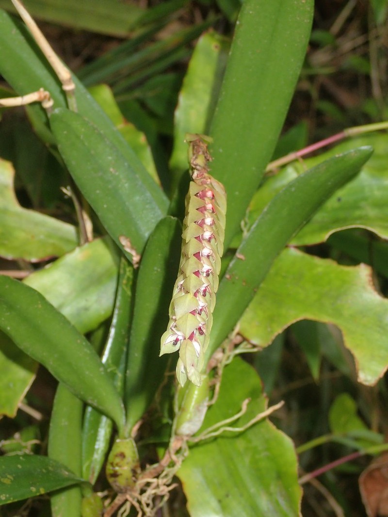 Bulbophyllum bicoloratum photo 5