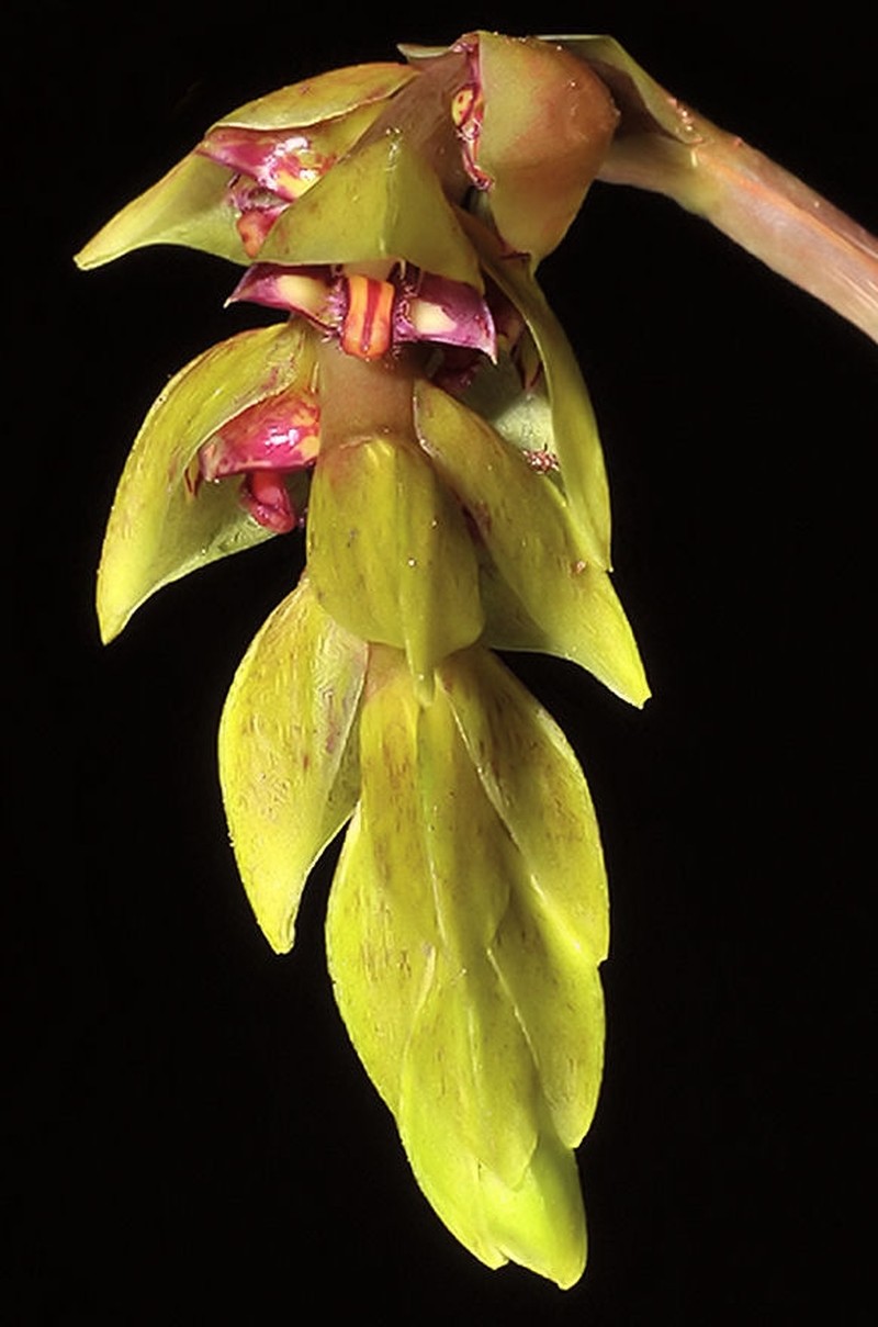 Bulbophyllum bicoloratum