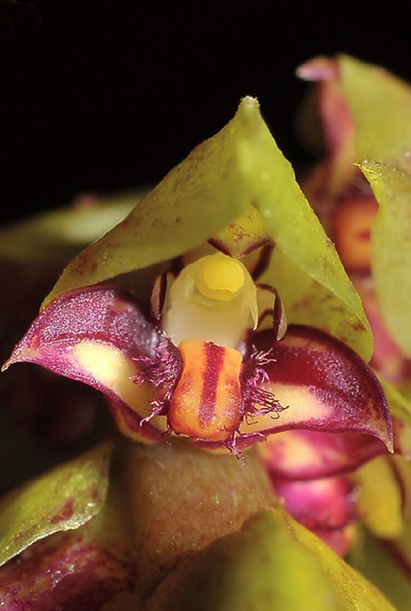 Bulbophyllum bicoloratum photo 6