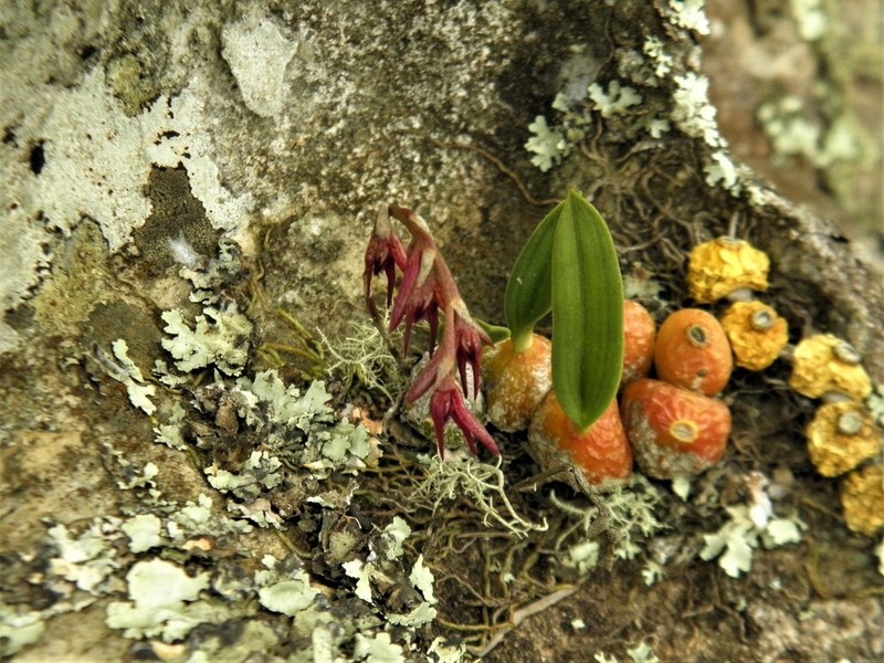 Bulbophyllum bidentatum