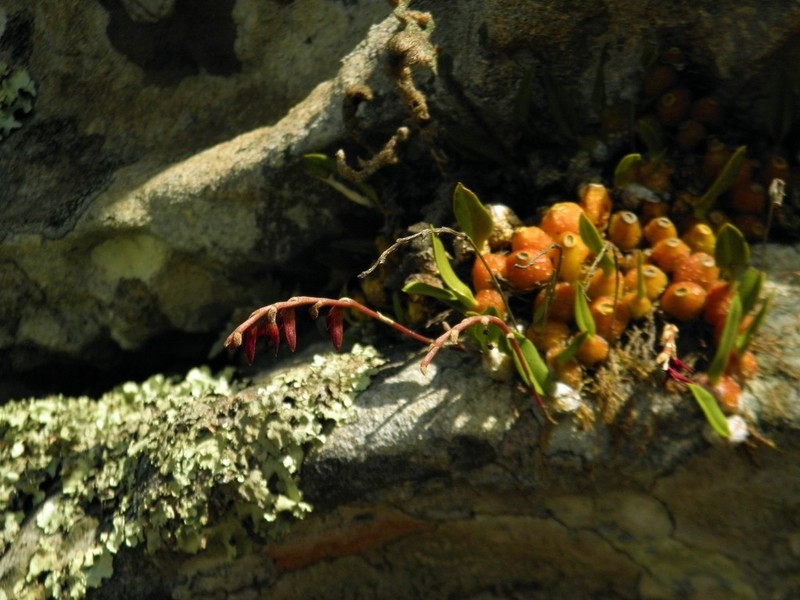 Bulbophyllum bidentatum photo 2
