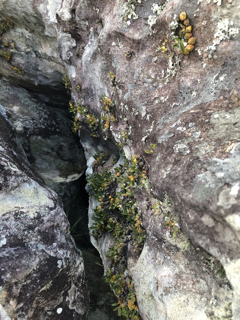 Bulbophyllum bidentatum photo 5