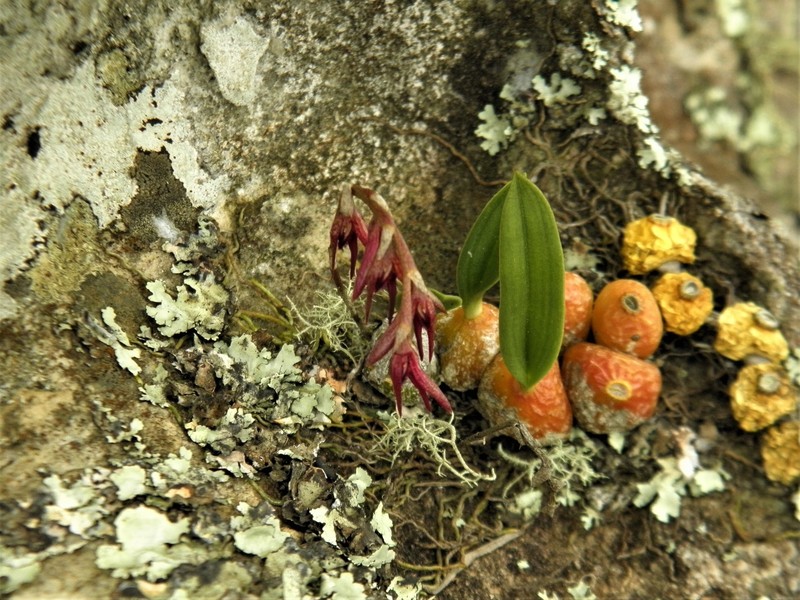Bulbophyllum bidentatum photo 6