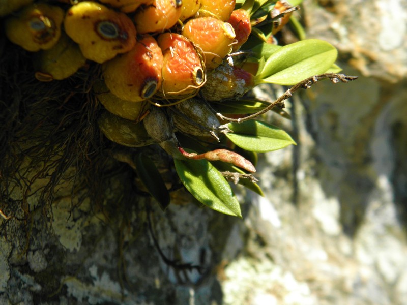 Bulbophyllum bidentatum photo 7