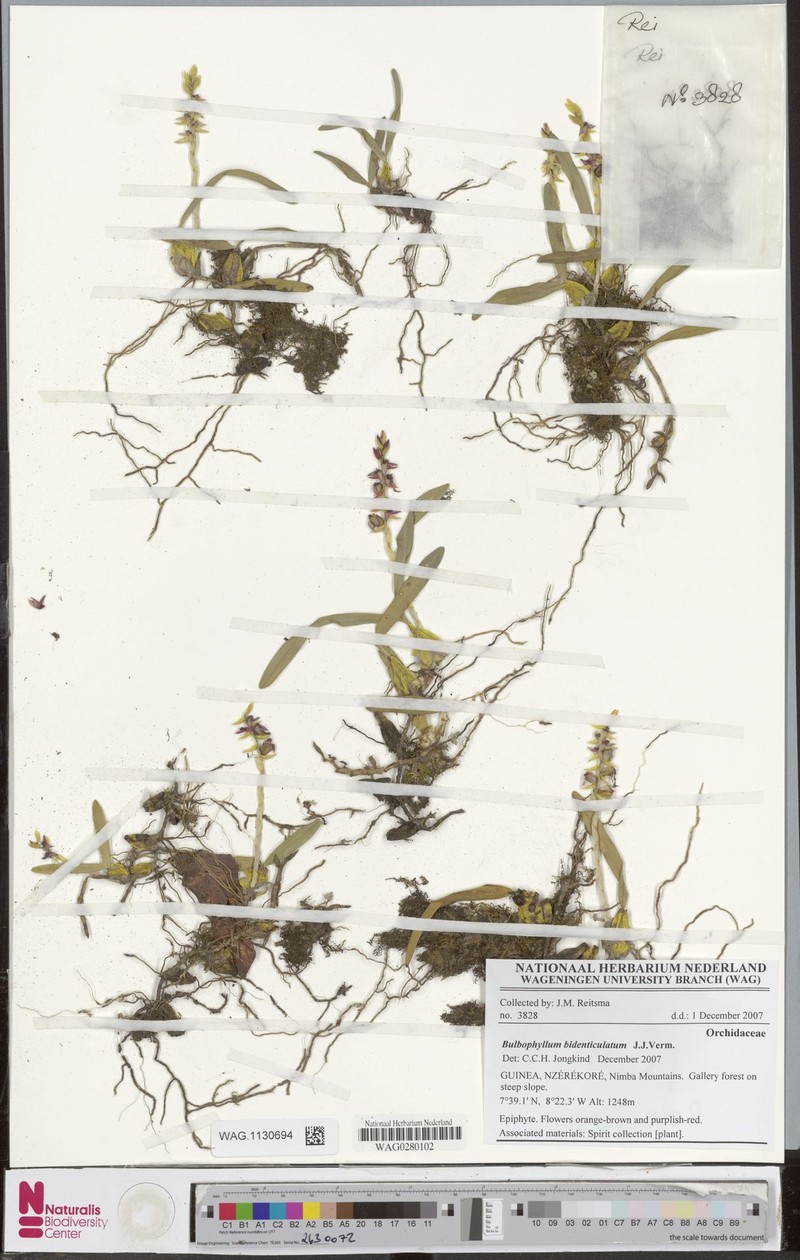 Bulbophyllum bidenticulatum