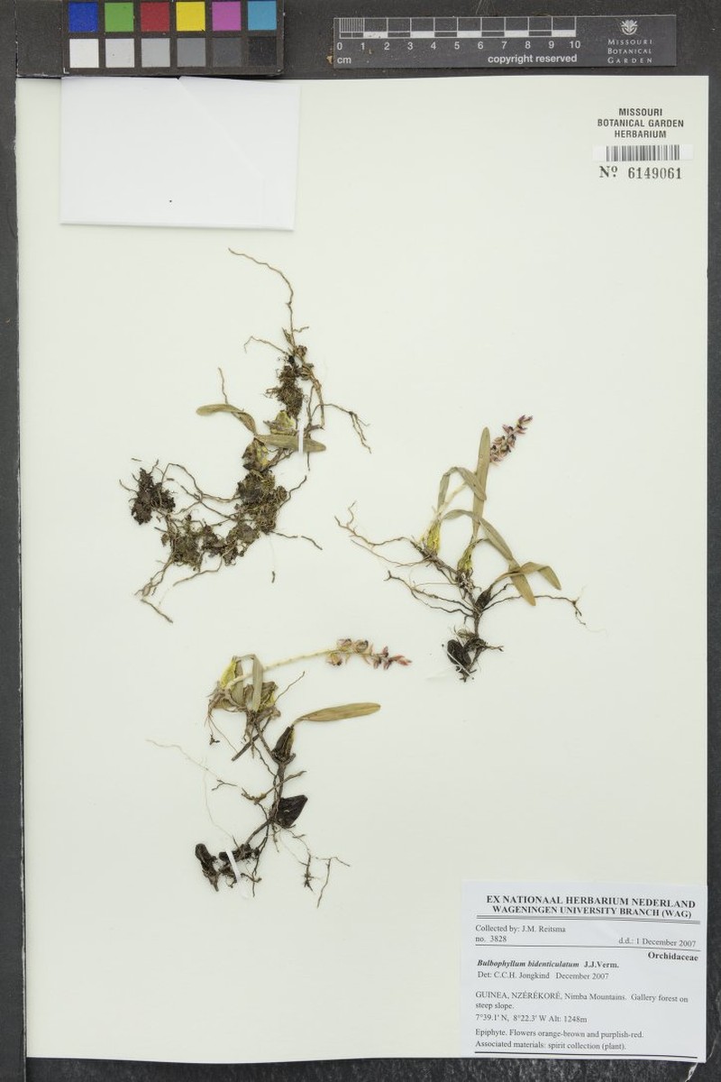 Bulbophyllum bidenticulatum photo 2