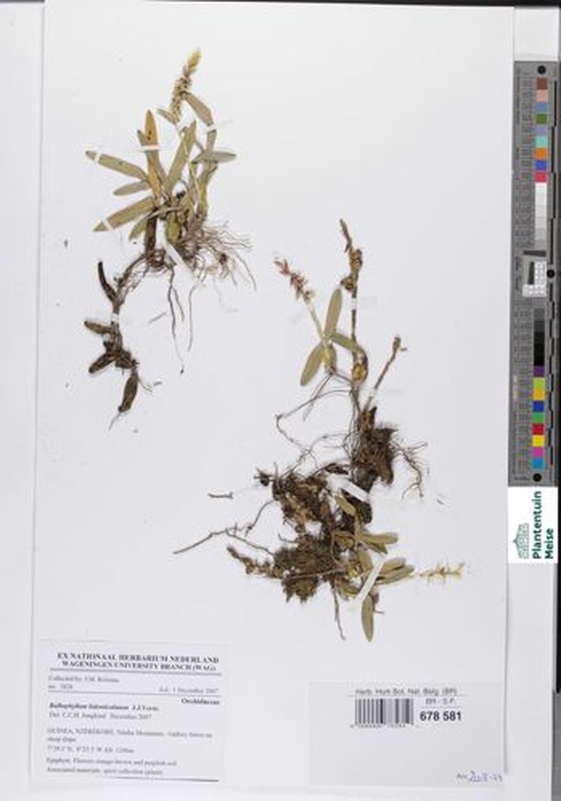 Bulbophyllum bidenticulatum photo 3