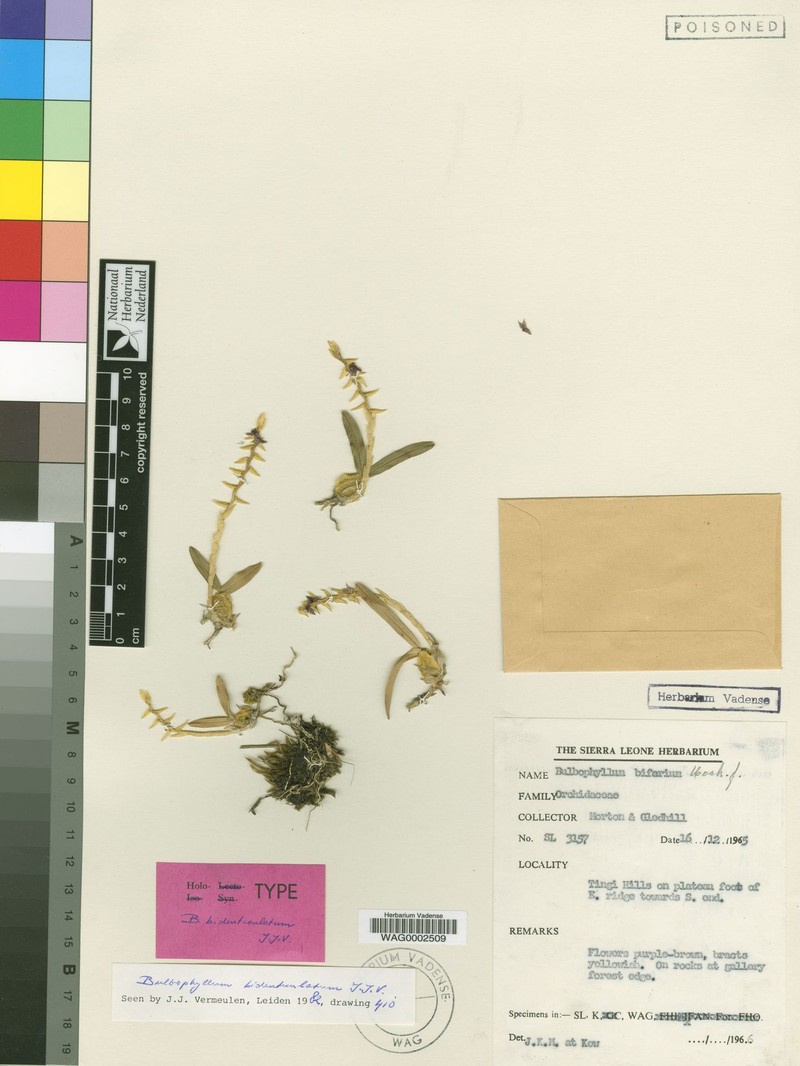 Bulbophyllum bidenticulatum subsp. bidenticulatum