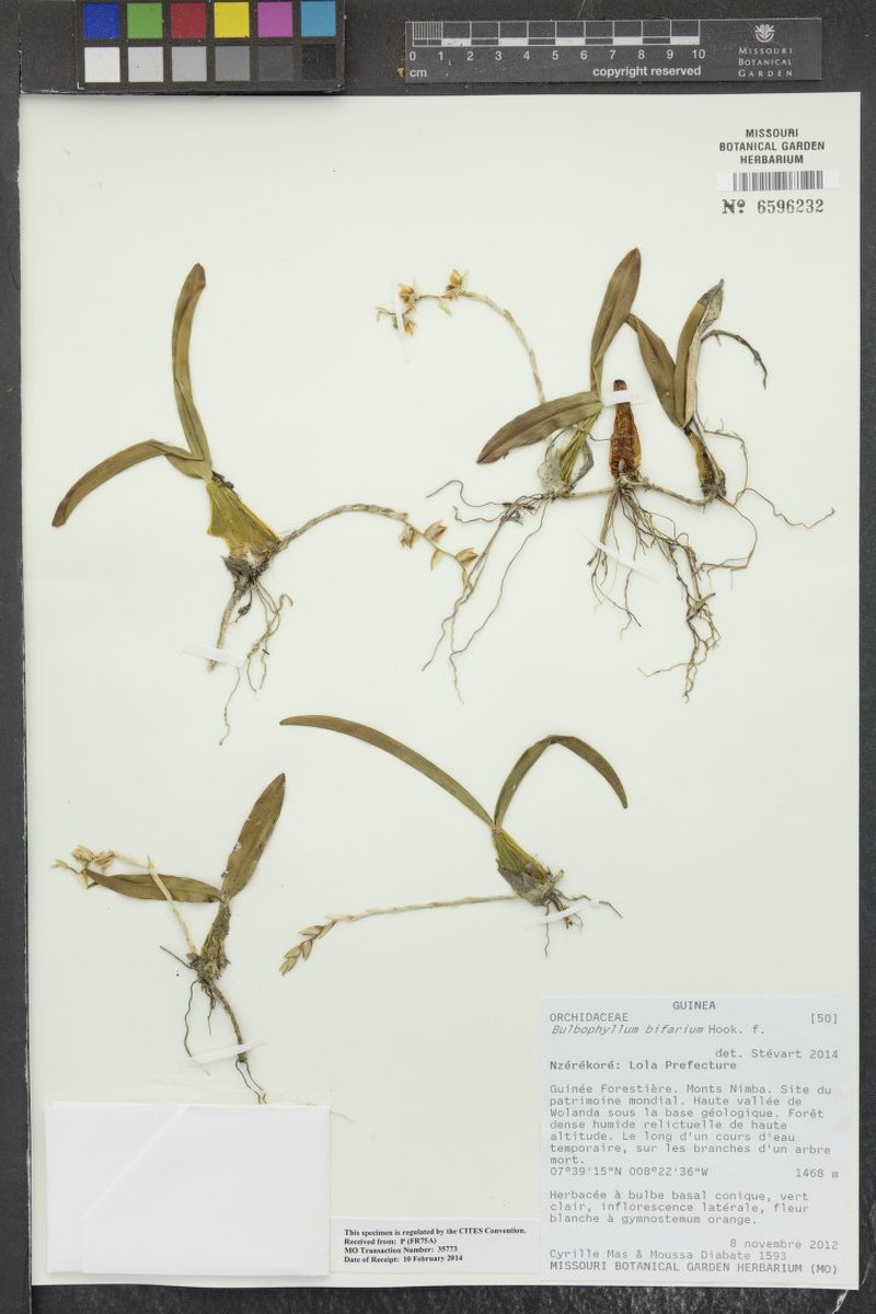 Bulbophyllum bifarium