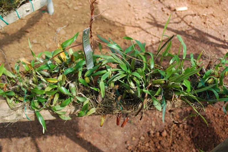 Bulbophyllum bifarium photo 2