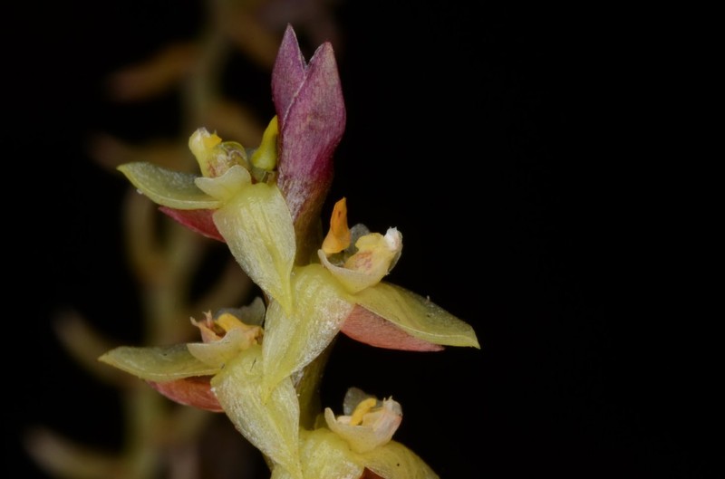Bulbophyllum bifarium photo 3