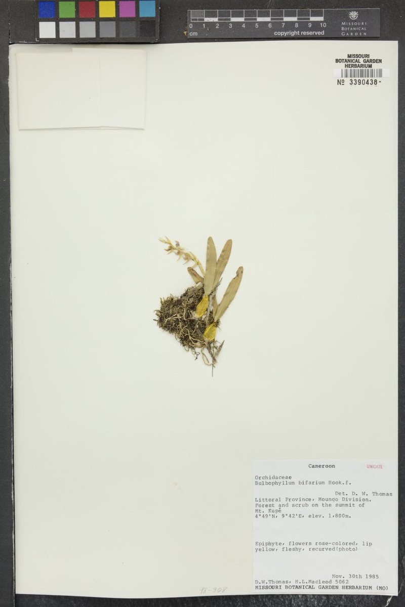 Bulbophyllum bifarium photo 4