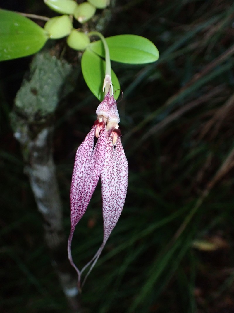 Bulbophyllum biflorum photo 2