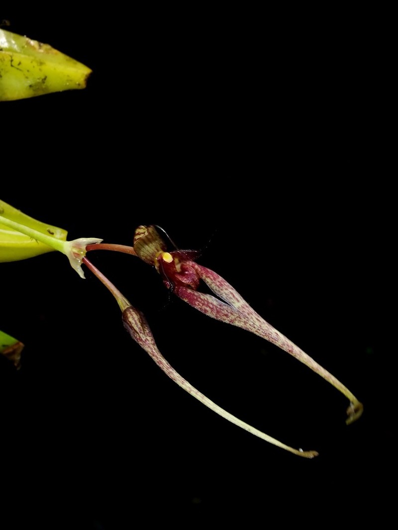 Bulbophyllum biflorum photo 3