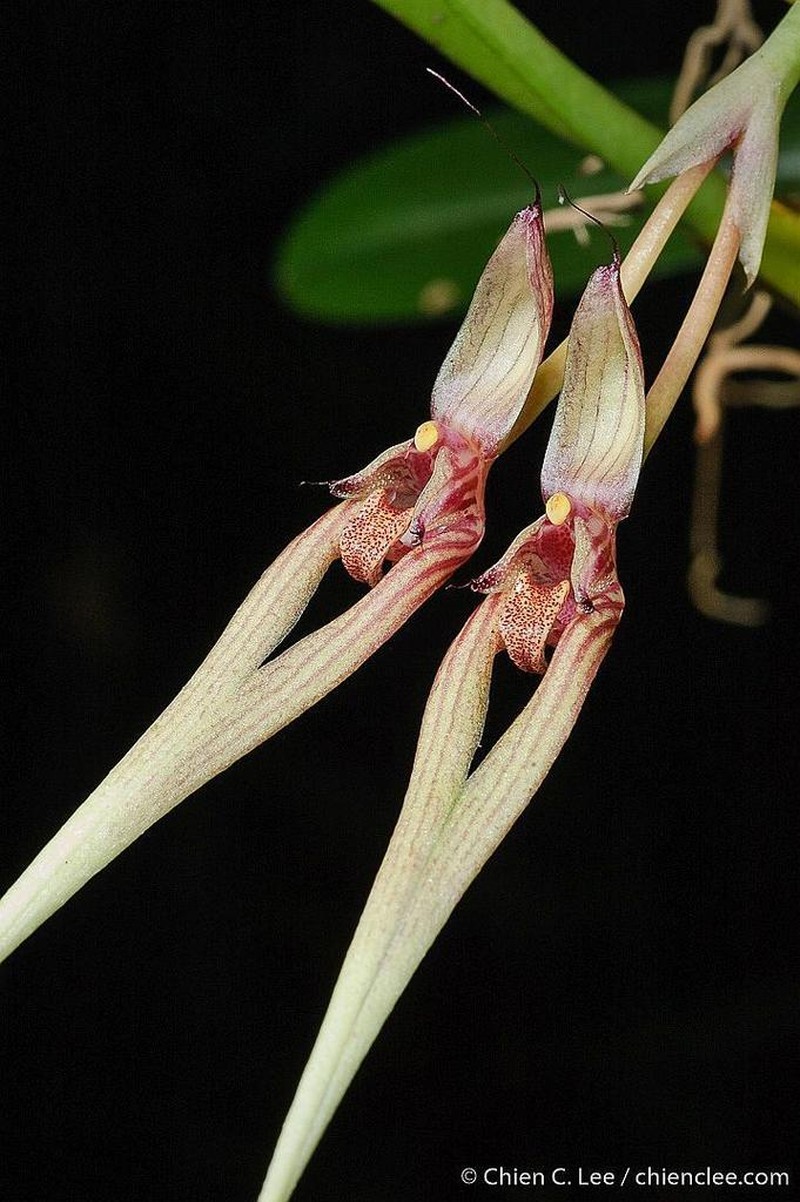 Bulbophyllum biflorum photo 4