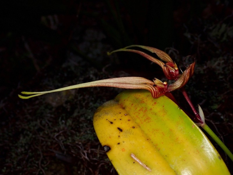Bulbophyllum biflorum photo 5