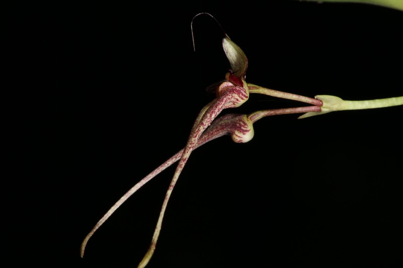 Bulbophyllum biflorum photo 6